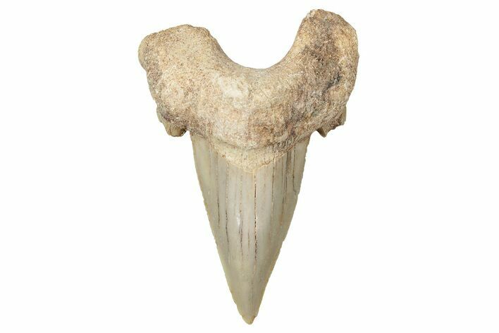 Fossil Shark Tooth (Otodus) - Morocco #353474